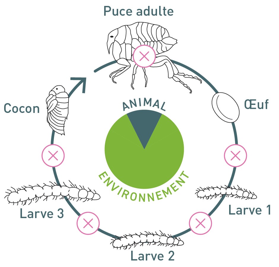 Cycle